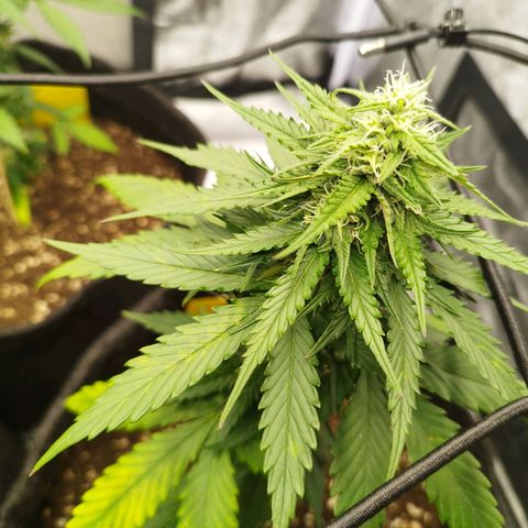 3x Wedding Cake (Zamnesia) 8-9 Wochen growlog photo: Wahrscheinlich irgendein Mangel
