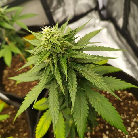 3x Wedding Cake (Zamnesia) 8-9 Wochen growlog photo: Wahrscheinlich irgendein Mangel