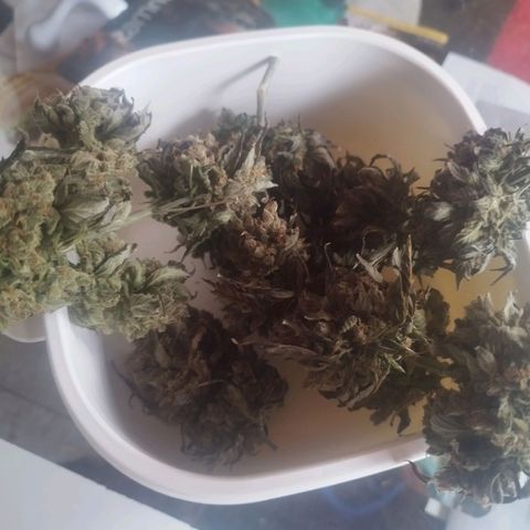 3x Wedding Cake (Zamnesia) 8-9 Wochen growlog timeline photo