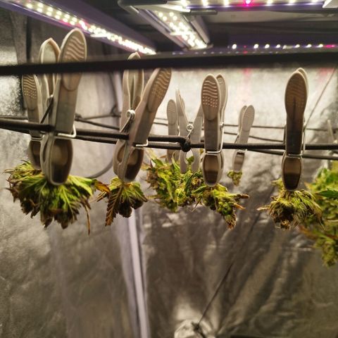 3x Wedding Cake (Zamnesia) 8-9 Wochen growlog timeline photo