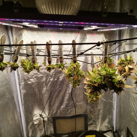 3x Wedding Cake (Zamnesia) 8-9 Wochen growlog timeline photo