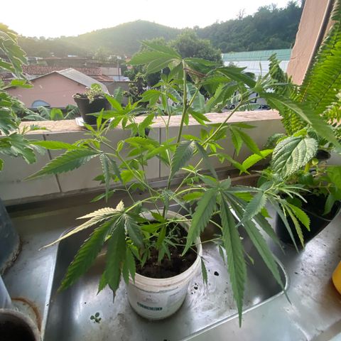 Prenseeds growlog timeline photo