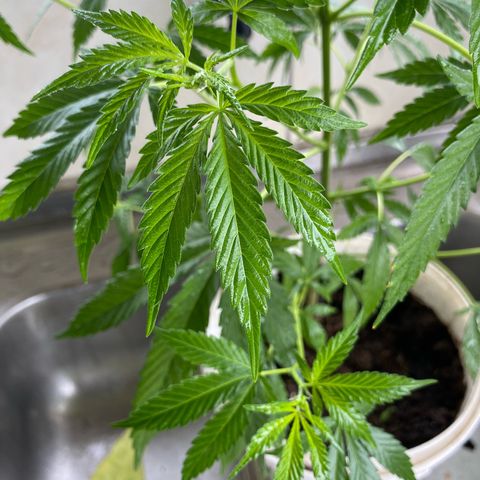 Prenseeds growlog timeline photo
