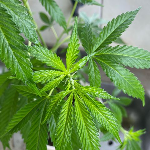 Prenseeds growlog timeline photo