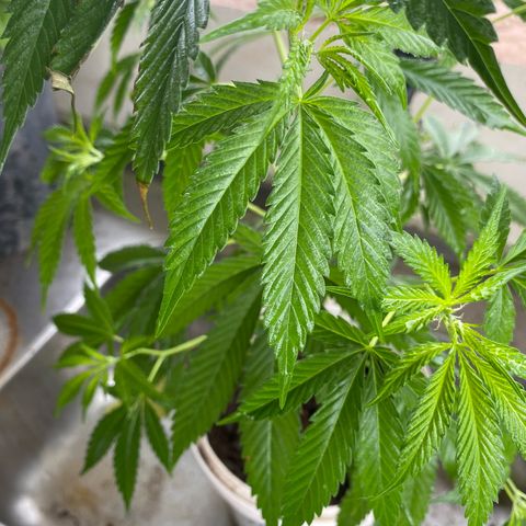 Prenseeds growlog timeline photo