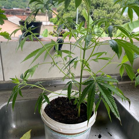 Prenseeds growlog timeline photo