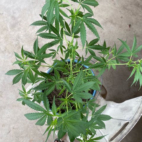 Prenseeds growlog timeline photo