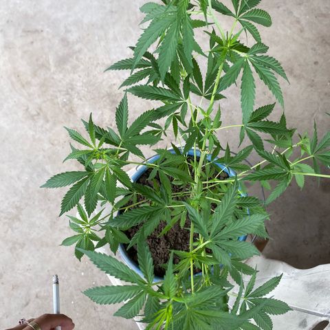 Prenseeds growlog timeline photo