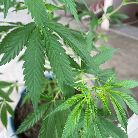 Prenseeds growlog timeline photo