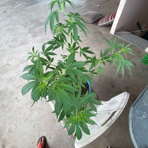Prenseeds growlog timeline photo
