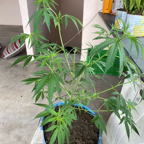 Prenseeds growlog timeline photo