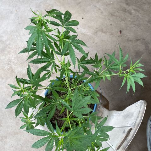 Prenseeds growlog timeline photo