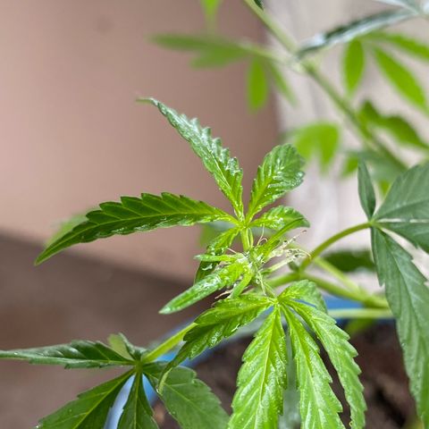 Prenseeds growlog timeline photo