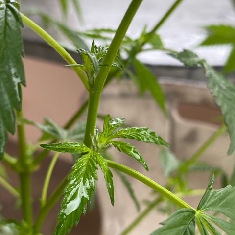 Prenseeds growlog timeline photo