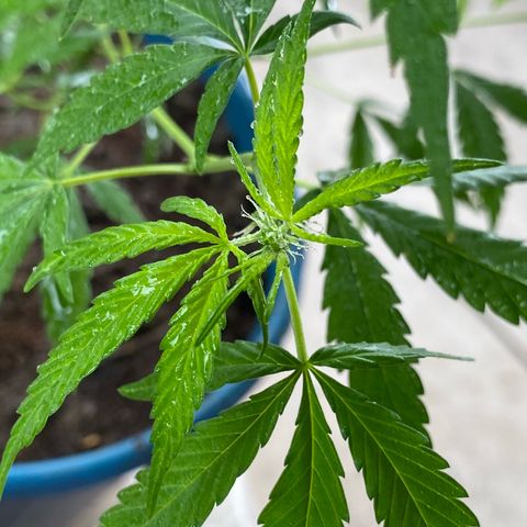 Prenseeds growlog timeline photo