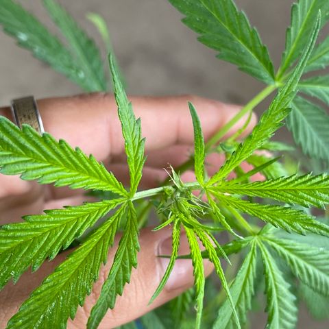 Prenseeds growlog timeline photo