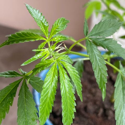 Prenseeds growlog timeline photo
