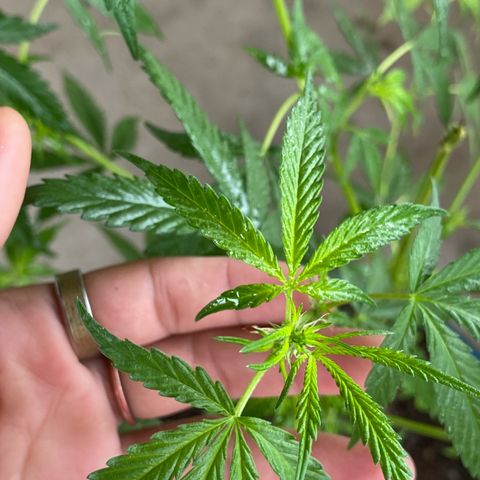 Prenseeds growlog timeline photo