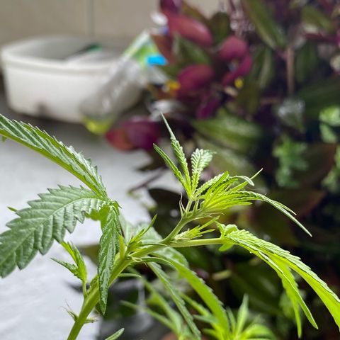 Prenseeds growlog timeline photo