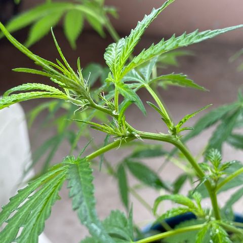 Prenseeds growlog timeline photo