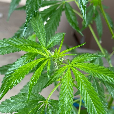 Prenseeds growlog timeline photo