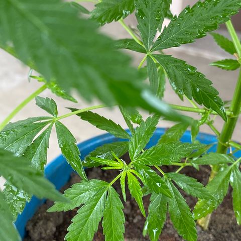 Prenseeds growlog timeline photo