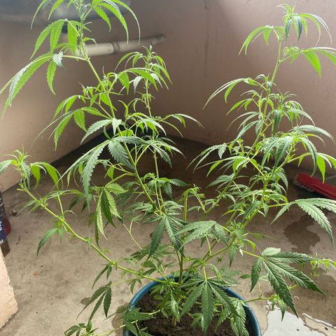 Prenseeds growlog timeline photo