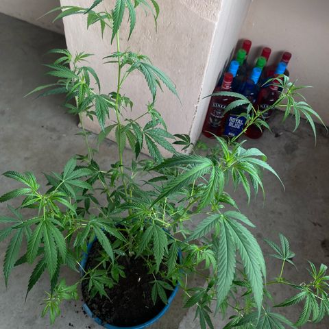 Prenseeds growlog timeline photo