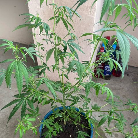 Prenseeds growlog timeline photo