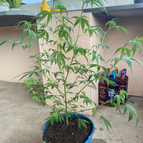 Prenseeds growlog timeline photo