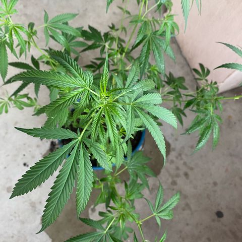 Prenseeds growlog timeline photo