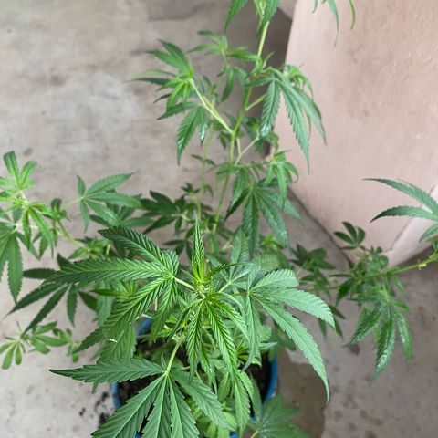 Prenseeds growlog timeline photo
