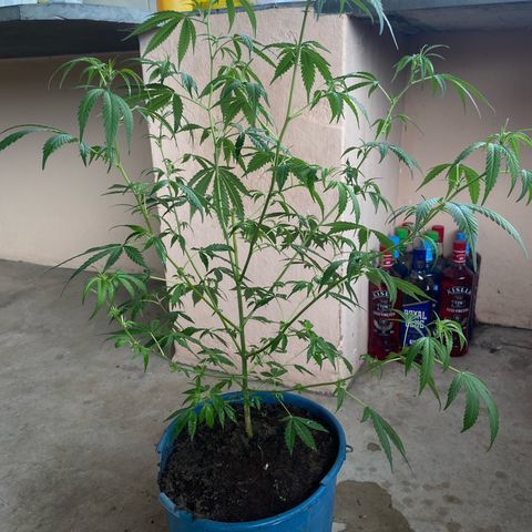 Prenseeds growlog timeline photo