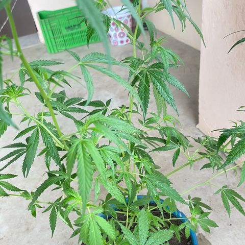 Prenseeds growlog timeline photo