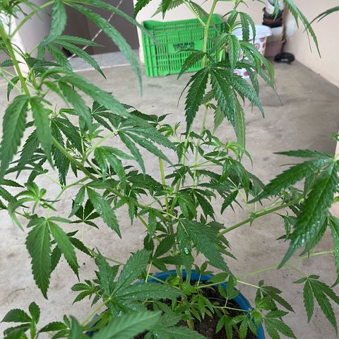 Prenseeds growlog timeline photo