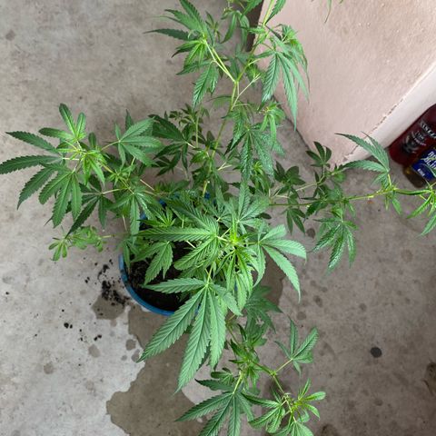 Prenseeds growlog timeline photo