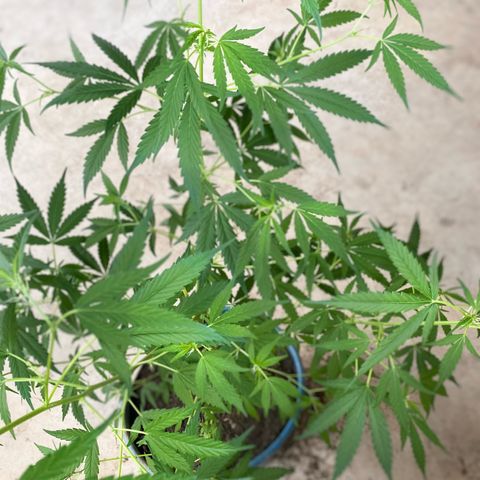 Prenseeds growlog timeline photo