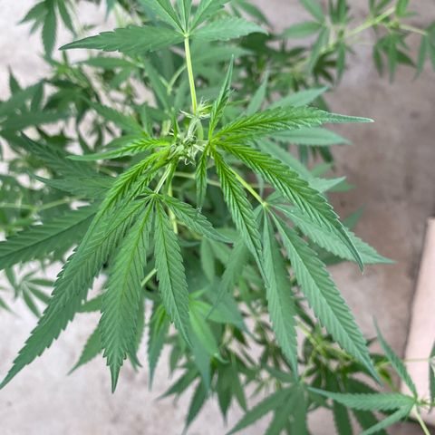 Prenseeds growlog timeline photo
