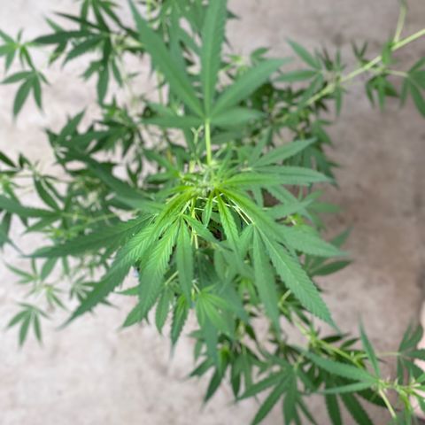 Prenseeds growlog timeline photo