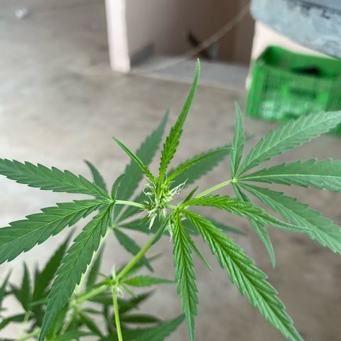 Prenseeds growlog timeline photo