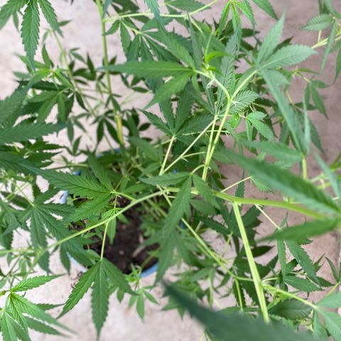 Prenseeds growlog timeline photo