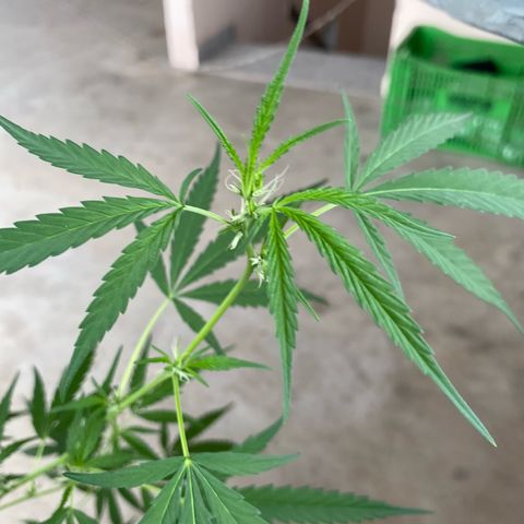 Prenseeds growlog timeline photo