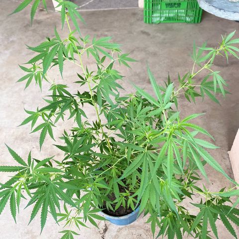 Prenseeds growlog timeline photo
