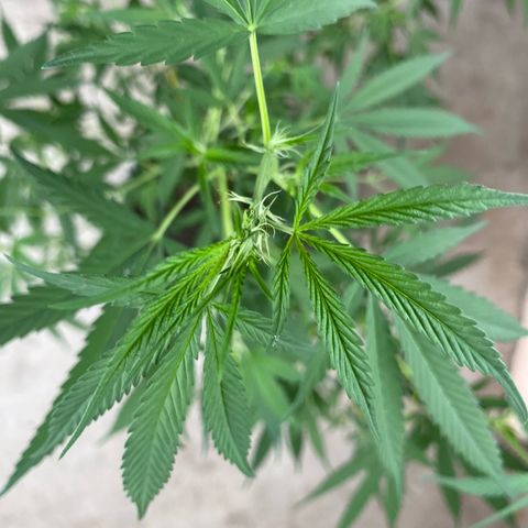 Prenseeds growlog timeline photo