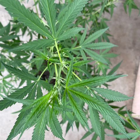 Prenseeds growlog timeline photo