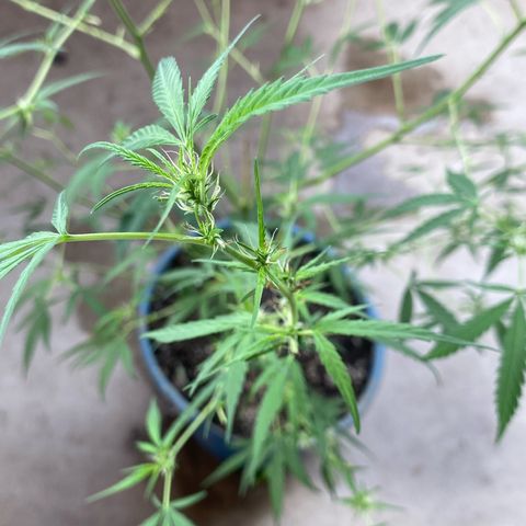 Prenseeds growlog photo: Depois da última poda os pequenos buds vem avançando no crescimento.