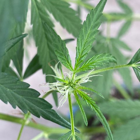 Prenseeds growlog photo: Depois da última poda os pequenos buds vem avançando no crescimento.