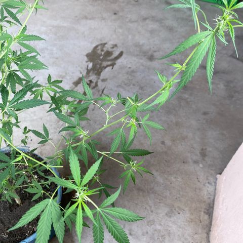 Prenseeds growlog photo: Depois da última poda os pequenos buds vem avançando no crescimento.