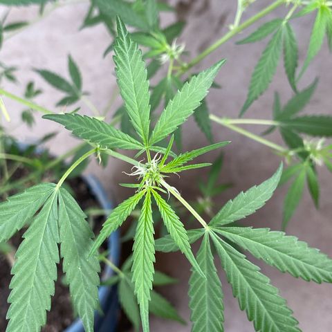 Prenseeds growlog photo: Depois da última poda os pequenos buds vem avançando no crescimento.