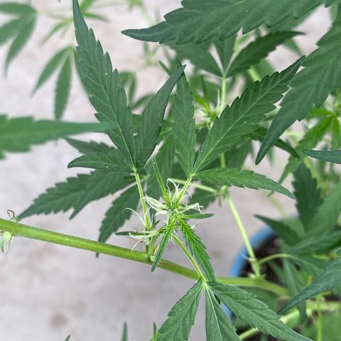 Prenseeds growlog photo: Depois da última poda os pequenos buds vem avançando no crescimento.